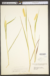 Pennisetum glaucum image