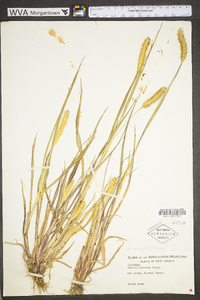 Pennisetum glaucum image