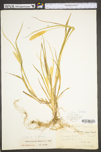 Pennisetum glaucum image