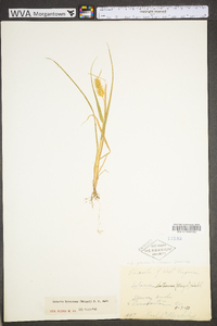 Pennisetum glaucum image