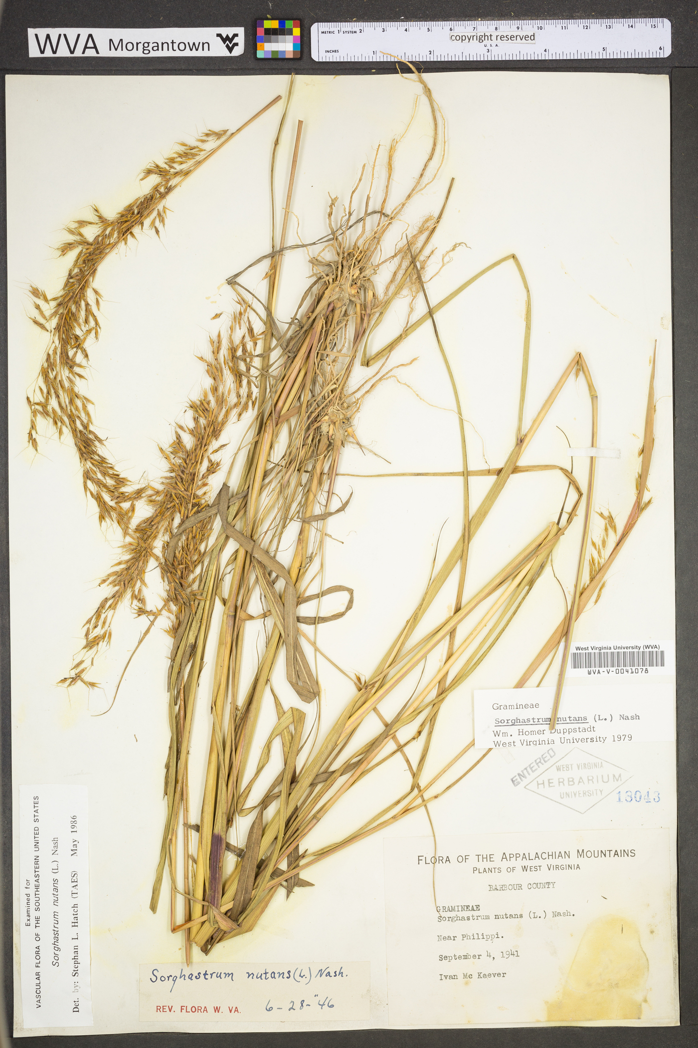 Dactylis glomerata subsp. glomerata image