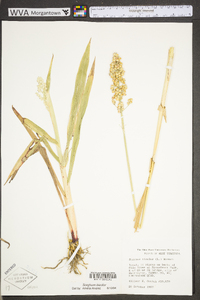 Sorghum bicolor subsp. bicolor image