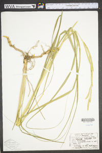 Spartina pectinata image