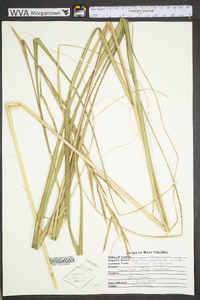 Spartina pectinata image