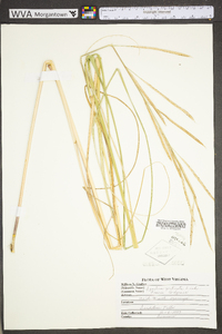 Spartina pectinata image