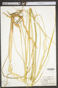 Spartina pectinata image