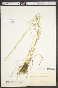 Sphenopholis intermedia image