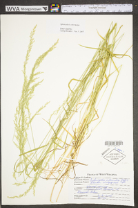 Sphenopholis intermedia image