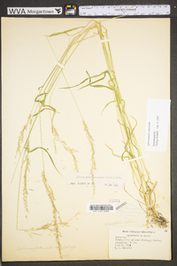 Sphenopholis intermedia image