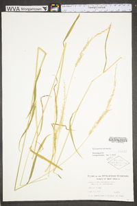 Sphenopholis intermedia image