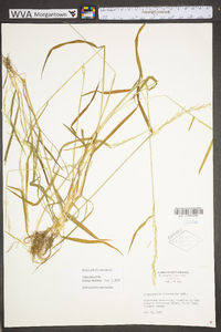 Sphenopholis intermedia image