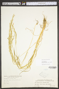 Sphenopholis intermedia image