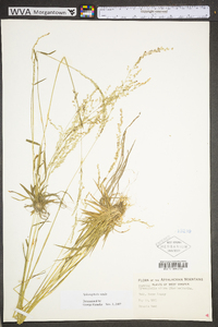 Sphenopholis nitida image