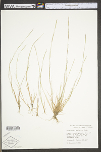 Sporobolus neglectus image