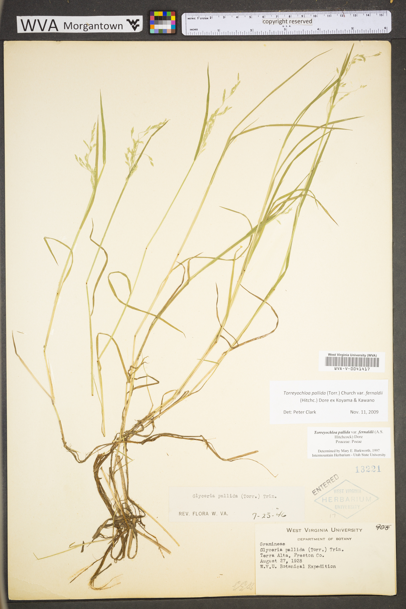 Torreyochloa pallida var. fernaldii image