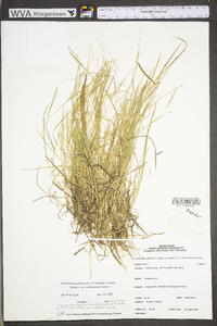 Torreyochloa pallida image