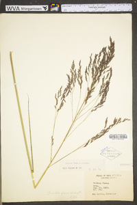 Tridens flavus var. flavus image