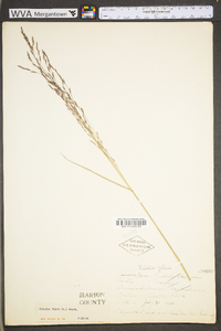 Tridens flavus var. flavus image