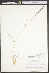 Tridens flavus var. flavus image