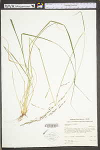 Tridens flavus var. flavus image