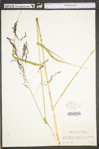 Tridens flavus var. flavus image