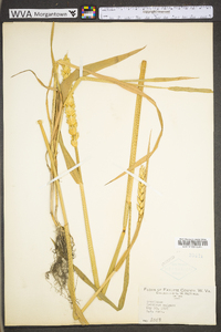 Triticum aestivum image