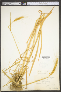 Triticum aestivum image