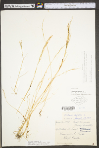 Festuca subverticillata image