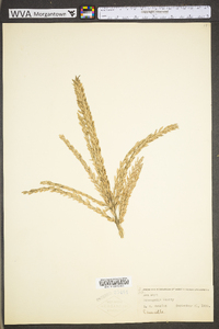 Zea mays subsp. mays image