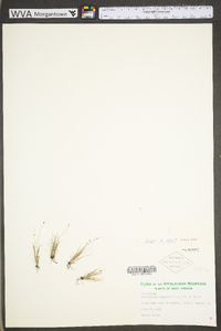 Bulbostylis capillaris subsp. capillaris image