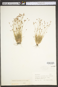 Bulbostylis capillaris subsp. capillaris image