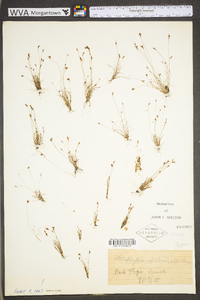 Bulbostylis capillaris subsp. capillaris image