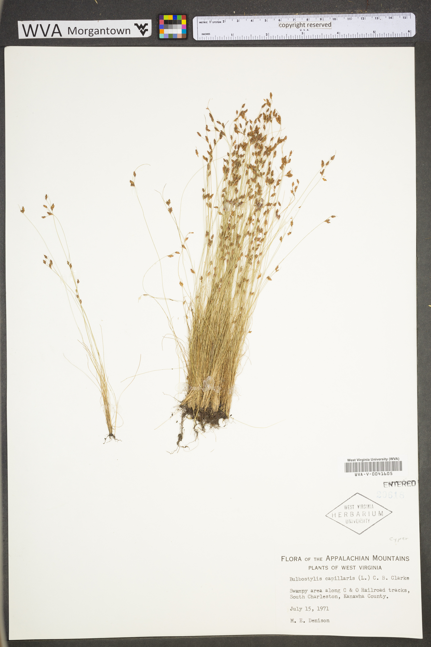 Bulbostylis capillaris subsp. capillaris image