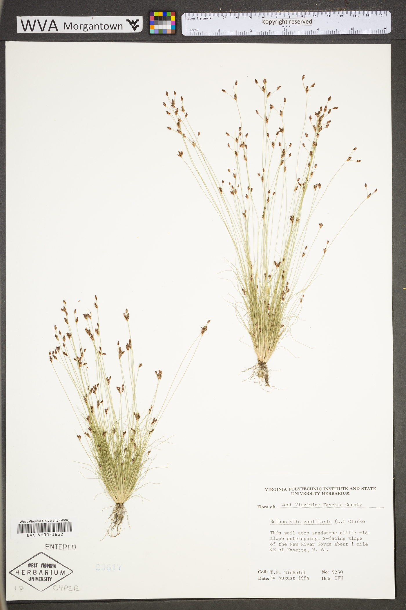 Bulbostylis capillaris subsp. capillaris image