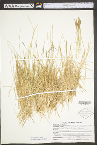 Zoysia japonica image