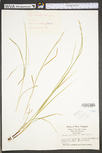 Carex aestivalis image