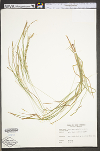 Carex aestivalis image