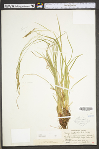 Carex aestivalis image