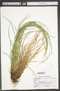 Carex aestivalis image