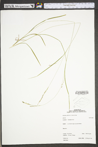 Carex aestivalis image