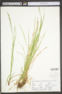 Carex aestivalis image