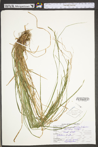 Carex aestivalis image