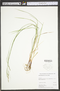 Carex aestivalis image