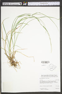 Carex aestivalis image