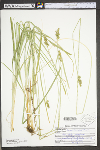 Carex aggregata image