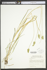 Carex aggregata image