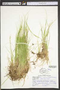 Carex albicans var. albicans image