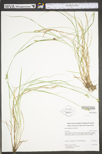 Carex albolutescens image