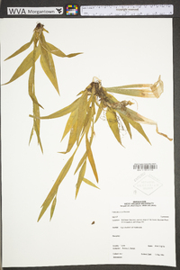 Carex albursina image