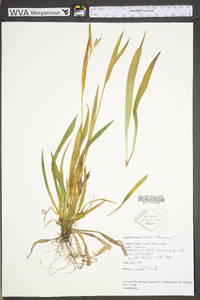 Carex albursina image